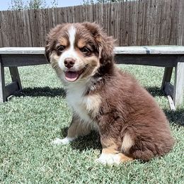 Male 2 - Fatboy - Red tri male Toy Australian Shepherd puppy in Caddo Mills, Texas from R & W Aussies