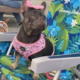 Gianna - French Bulldog