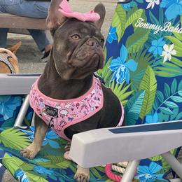 Gianna - French Bulldog