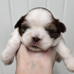 Jackie - Brindle and white female Shih Tzu puppy in Carthage, Missouri from Cooley's Cuddle Pups