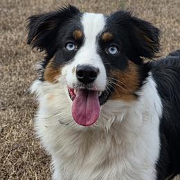Aussiedoodles and Toy Australian Shepherds from Cotton Country Kennels