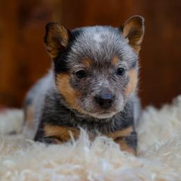 Palmer - Blue speckled male Australian Cattle Dog puppy in Gatlinburg, Tennessee from Greenbrier