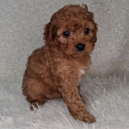 Nutmeg (F1b) - Brown female Cavapoo puppy in Centerton, Arkansas from Velvet Paws Cavapoos