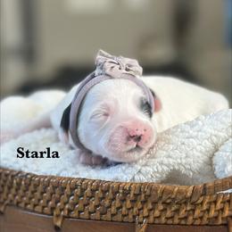 Starla - Black and chalk female Australian Labradoodle puppy in Citrus Heights, California from Elite Blend Labradoodles
