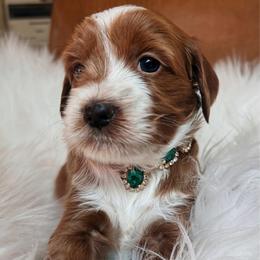 Vivianne - Red  female Goldendoodle puppy in Pine Grove, California from Lundee Doodles
