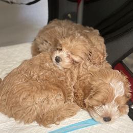 Cavapoo and Cockapoo Puppies from Benji’s Cockapoos