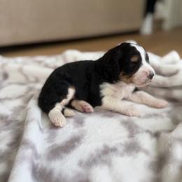 Faye - Tri-color female Bernedoodle puppy in Fishers, Indiana from Fishers Bernedoodles