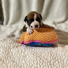 American Staffordshire Terrier Puppies from Tradewind American Staffordshire Terriers
