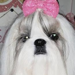 Shih Tzus from Pure Heart