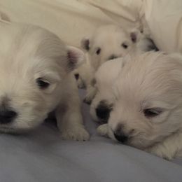 West Highland White Terrier Puppies from Sand Dollar Westies of Delaware