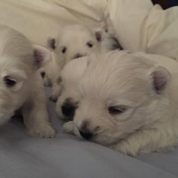 West Highland White Terrier Puppies from Sand Dollar Westies of Delaware