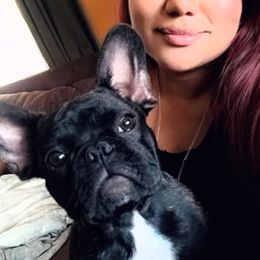 King Gucci Moreno - French Bulldog