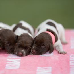 Girl 1 - Liver roan female German Shorthaired Pointer puppy in Greensburg, Kentucky from Nosam Kennels- Hungarian Vizslas, and German Shorthairs Located in Kentucky