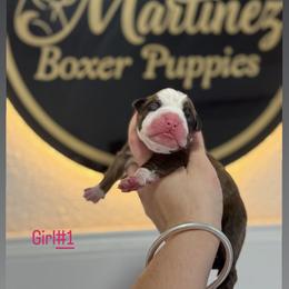 Girl 1 - Brindle female Boxer puppy in Orlando, Florida from Martinez AKC Boxers of Central Florida