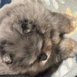 Bear - Blue merle male Pomeranian puppy in Santa Ana,Ontario, California from Uniquepombabies