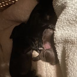 Miniature Schnauzer Puppies from Scamper Schnauzers