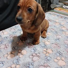 Female - Red female Dachshund puppy in Penn Run, Pennsylvania from Shannon’s Dachshunds