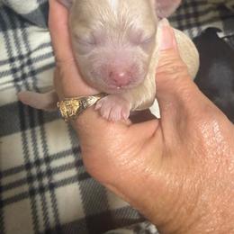 Ran and white boy - Gold and white male Shihpoo puppy in Cottondale, Florida from Pat’s precious puppies