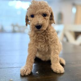 Lila - Cream female Goldendoodle puppy in Macclenny, Florida from Baker County Goldendoodles