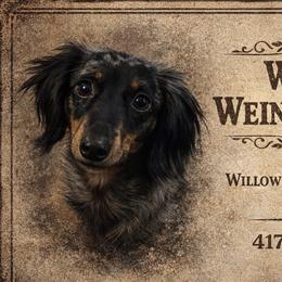 Dachshunds from Willow Weiner Ranch