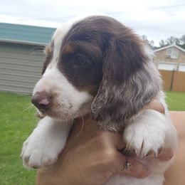 Chocolate Dapple Piebald Male - Dapple male Dachshund puppy in Georgetown, South Carolina from Hartleys Dachshunds