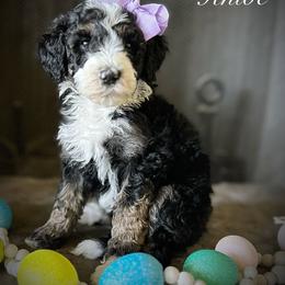 Bernedoodle Puppies from Hudson Shore Bernedoodles