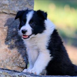 Tux - Black and white male Border Collie puppy in Custer, South Dakota from Pinpoint Border Collies