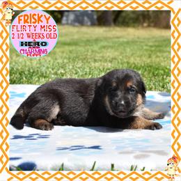FRISKY - CUTE CUTE CUTE - Black and red female German Shepherd puppy in Murrieta, California from Diamond Oaks German Shepherds