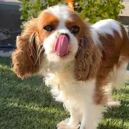 Martha - Cavalier King Charles Spaniel