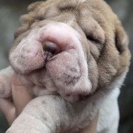 Dobby - Chocolate dilute female Chinese Shar-Pei puppy in Salem, Ohio from WrinkleMonsters