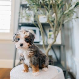 Juliet - Merle female Bernedoodle puppy in Murray, Utah from Sun Valley Doodles
