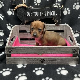 Ellie - Dapple female Dachshund puppy in Saint Albans, Maine from Australian Cattle Cuties and littles