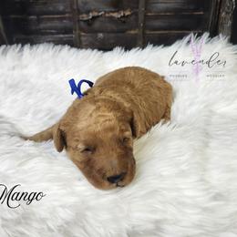 Mango - Red  male Goldendoodle puppy in Mancelona, Michigan from Lavender poodles & doodles