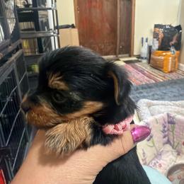 Olivia - Black and gold female Morkie puppy in Winston Salem, North Carolina from Patty’s Paws