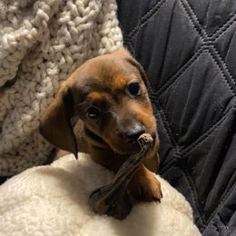 Dachshund Puppies from Harper’s Waggin Winnie’s
