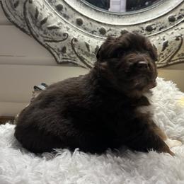 Roper - Red tri-color male Australian Shepherd puppy in Smicksburg, Pennsylvania from Zaneca Aussies