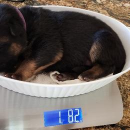 German Shepherd Puppies from Central Coast German Shepherds