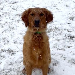 Reyka - Golden Retriever