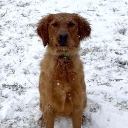 Reyka - Golden Retriever