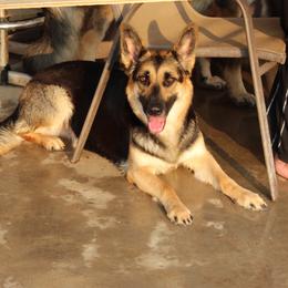 Luna Mae Bell - Black and tan female German Shepherd puppy in Pflugerville, Texas from The Zeus N Luna 2 Pay it Forward Foundation