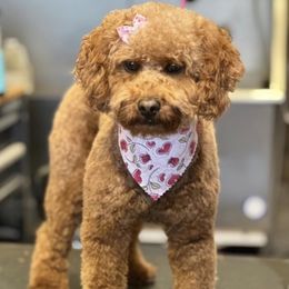 Oakley - Goldendoodle