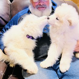 Samoyed Puppies from Better’s Samoyeds