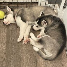 Siberian Husky Puppies from Husky Love and Pups