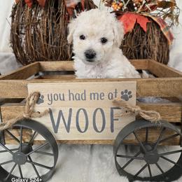 Elsa - White female Assorted Doodle Crosses puppy in Yucaipa, California from Mini Doodle Dandies