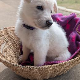 German Shepherd Puppies from Haven Farm