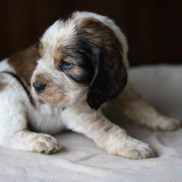 Cash - Tri-Roan male English Springer Spaniel puppy in Robesonia, Pennsylvania from Rogue Mountain Manor