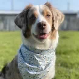 Aussiedoodles from CT’s Aussiedoodles