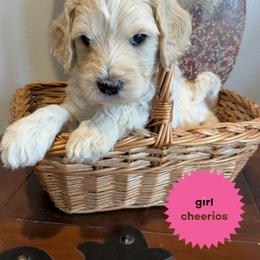 Cheerios - Cream female Goldendoodle puppy in Cambridge, Minnesota from Country Meadow Doodles