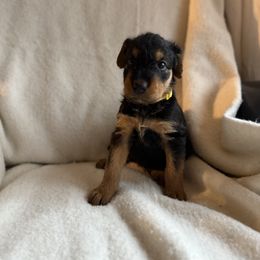 Hannah - Black and tan female Airedale Terrier puppy in Thomasville, North Carolina from Beitzel Babies