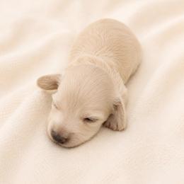 Baby - Cream female Dachshund puppy in Sebring, Florida from Mini Weenies
